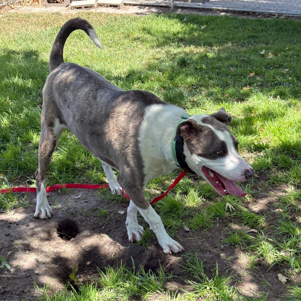 Jabz, a Adoptable Pit Bull Terrier in San Jacinto, CA image 3/6