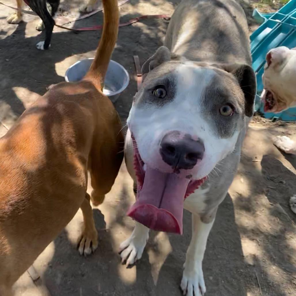 Jabz, a Adoptable Pit Bull Terrier in San Jacinto, CA image 4/6