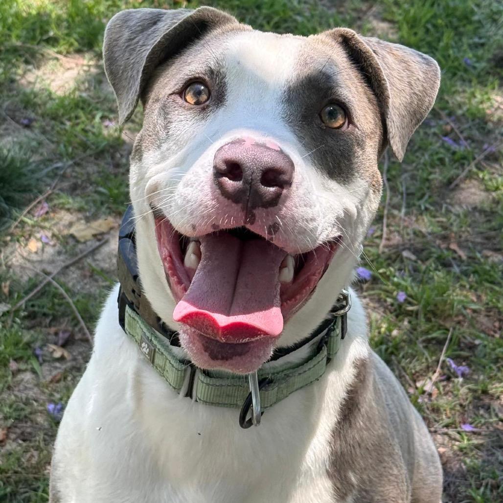 Jabz, a Adoptable Pit Bull Terrier in San Jacinto, CA image 5/6