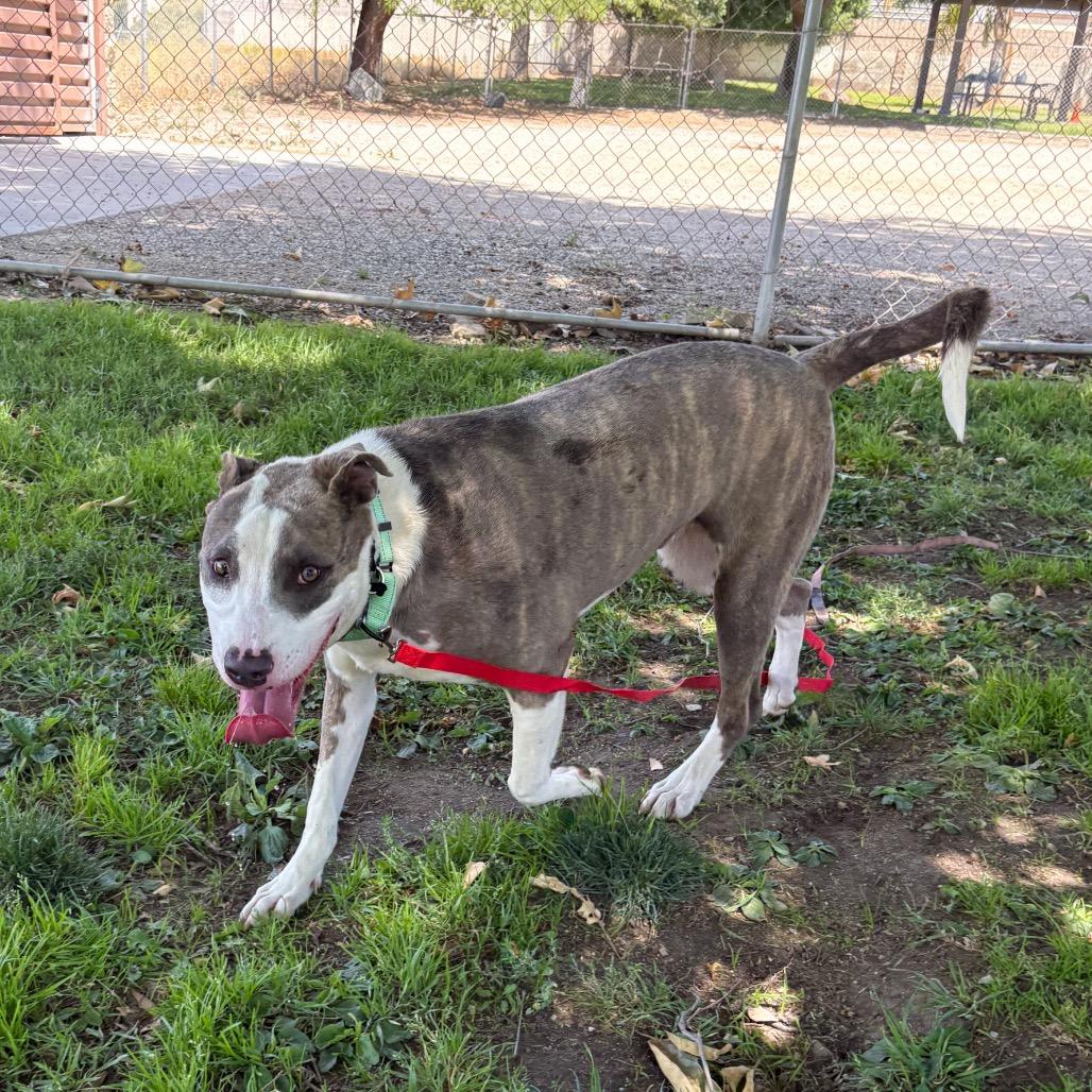 Jabz, a Adoptable Pit Bull Terrier in San Jacinto, CA image 6/6