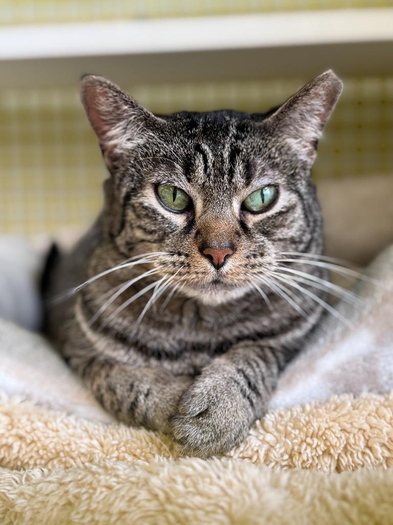 Enlarge Roxie Rose, a Adoptable mixed breed in Cumberland, ME image 5/5