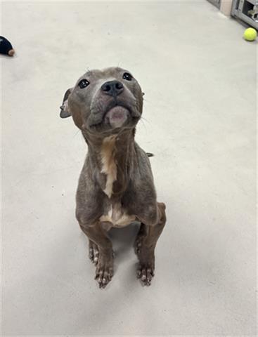 Enlarge CHA-CHA, a Adoptable Pit Bull Terrier in Dayton, OH image 1/1