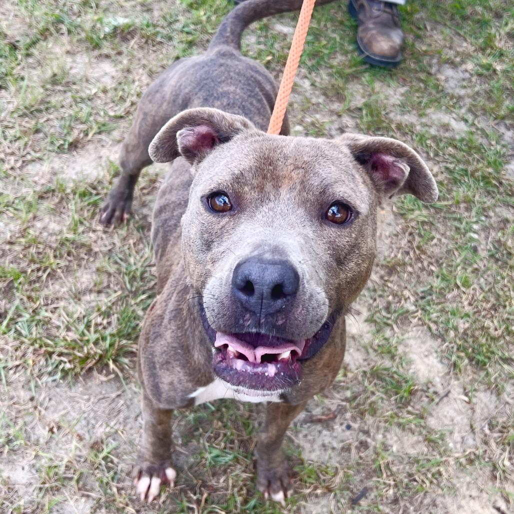 Polly, Adoptable, Adult Female Plott Hound.