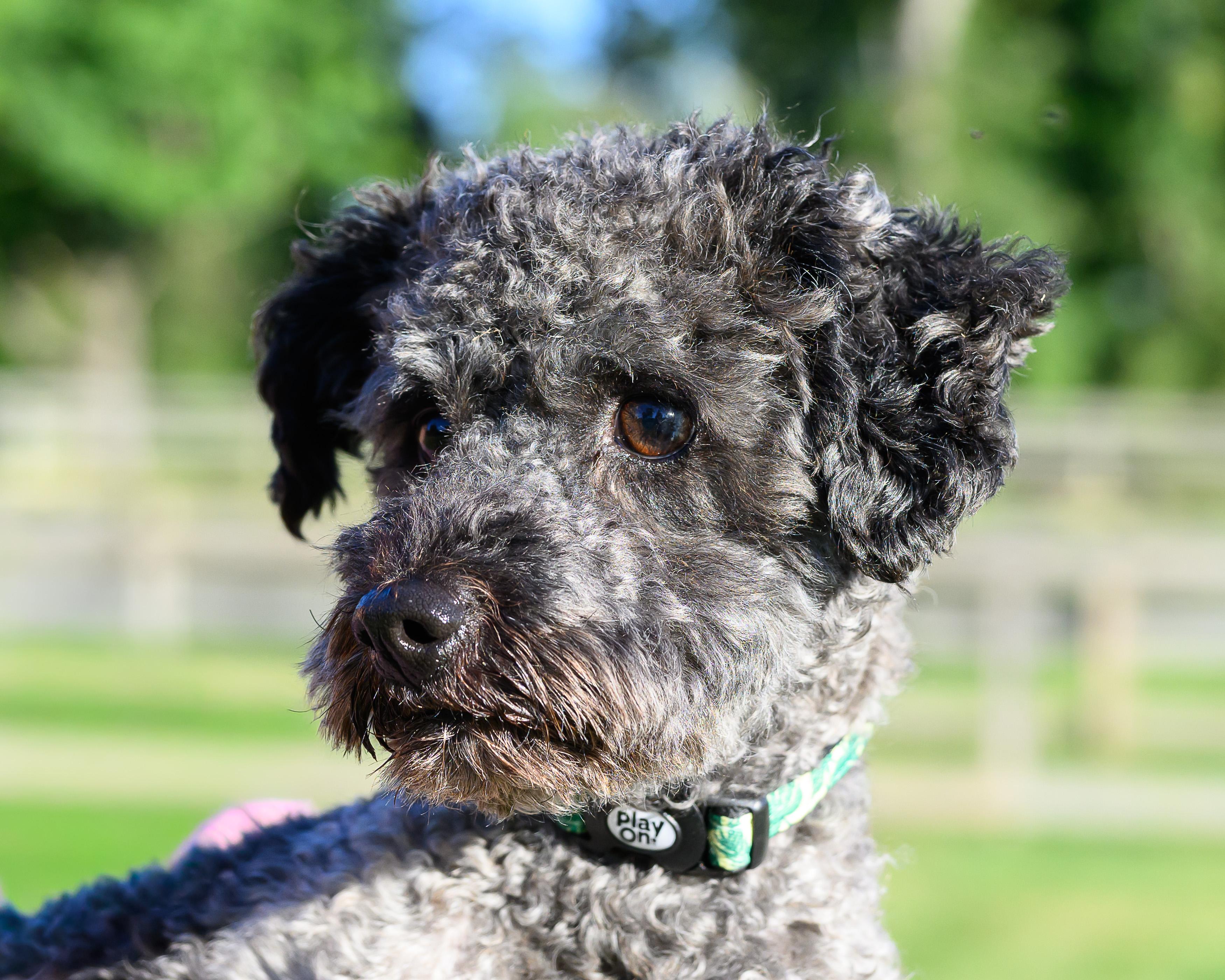 Enlarge Einstein, a Adoptable mixed breed in Montclair, NJ image 2/3
