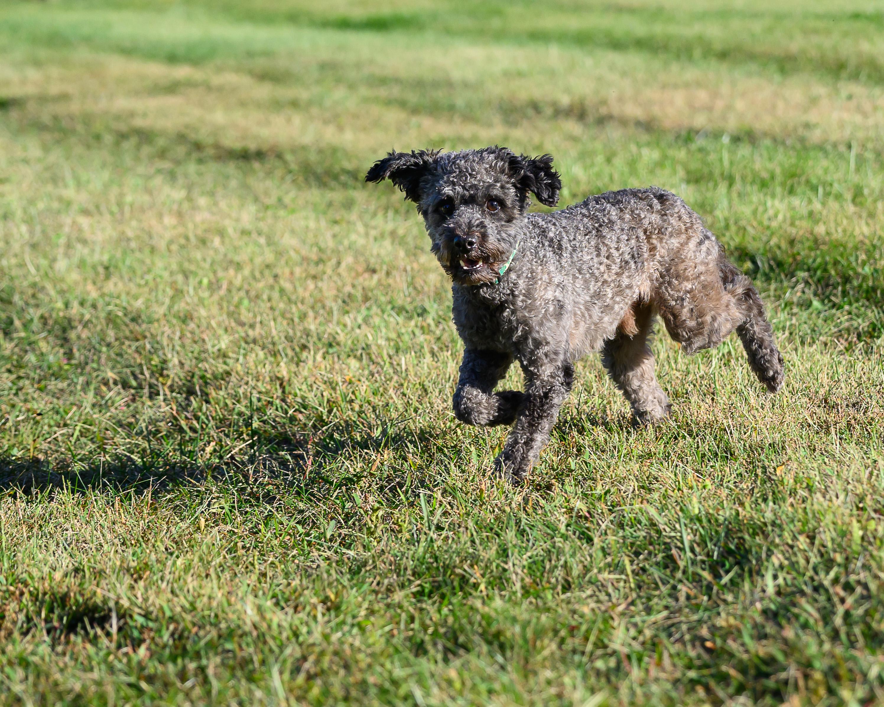 Enlarge Einstein, a Adoptable mixed breed in Montclair, NJ image 3/3
