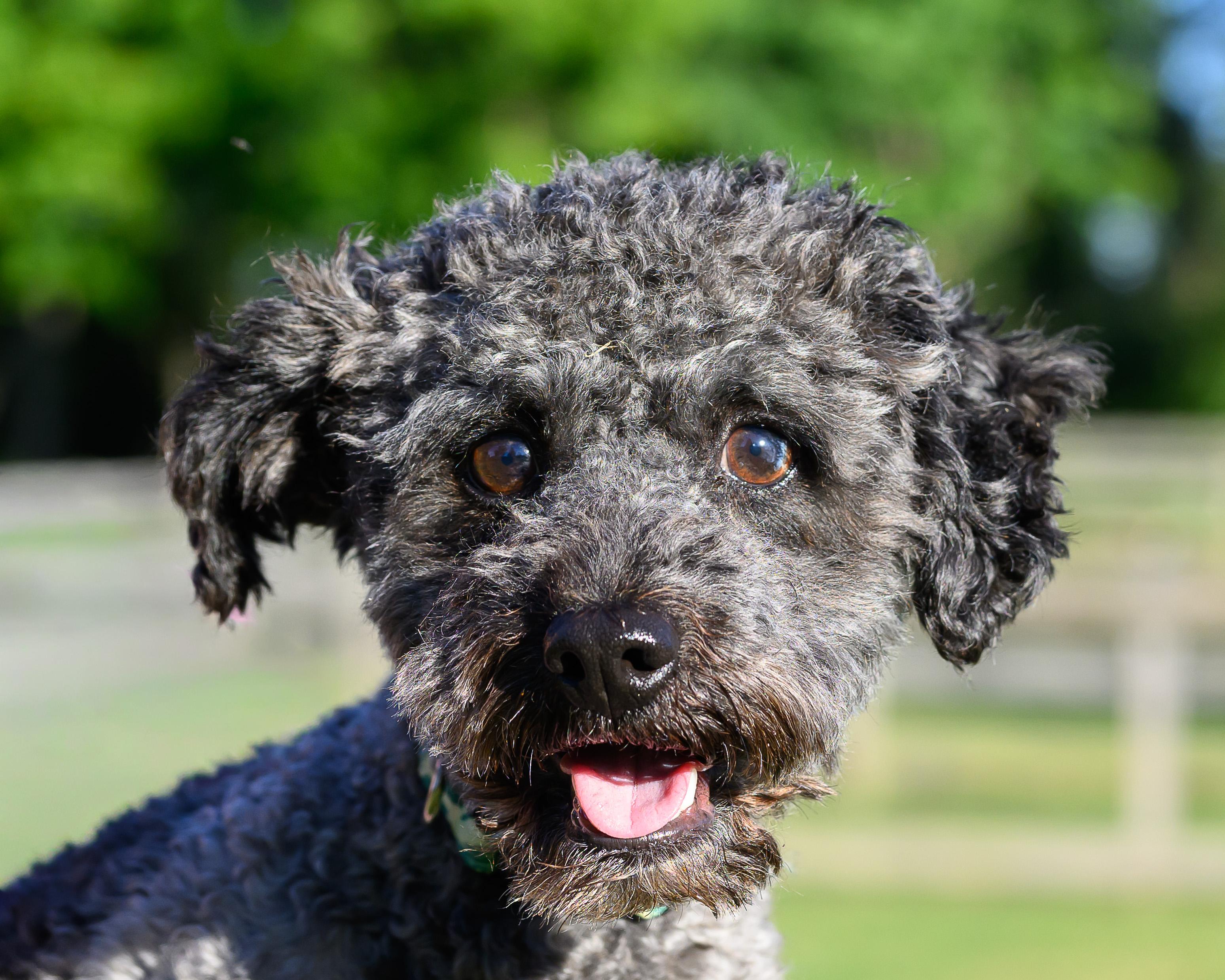 Einstein, Adoptable, Young Male Cockapoo.