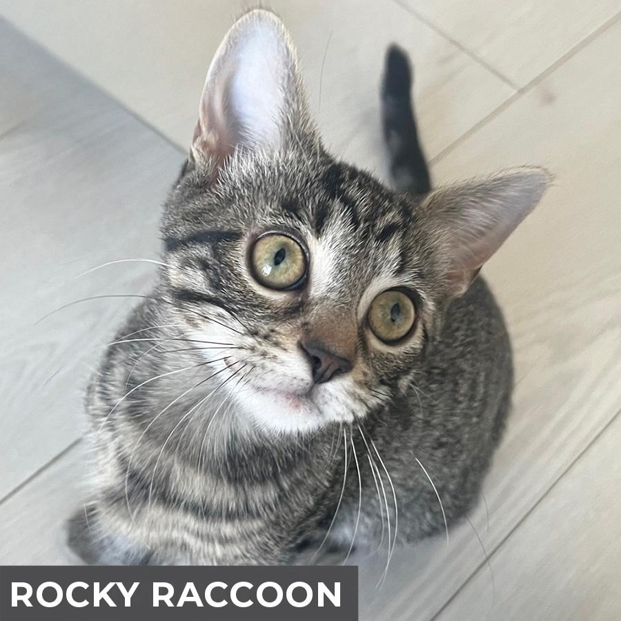 Rocky Raccoon