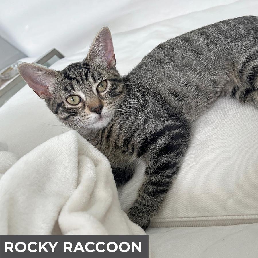 Rocky Raccoon