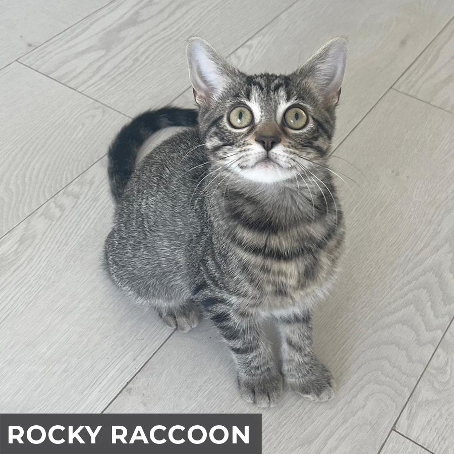 Rocky Raccoon