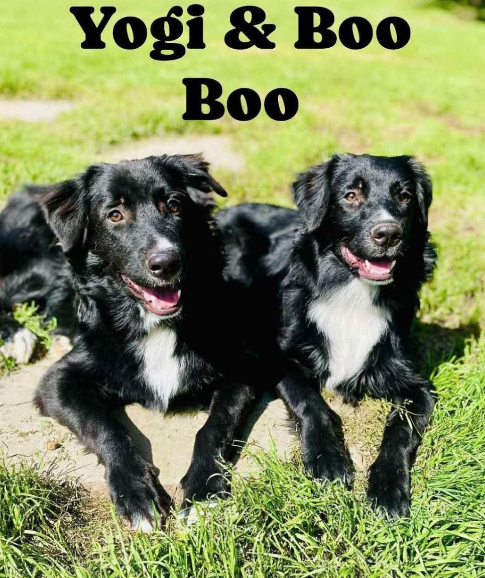 Enlarge YOGI & BOO BOO, a ADOPTABLE mixed breed in Coudersport, PA image 1/2