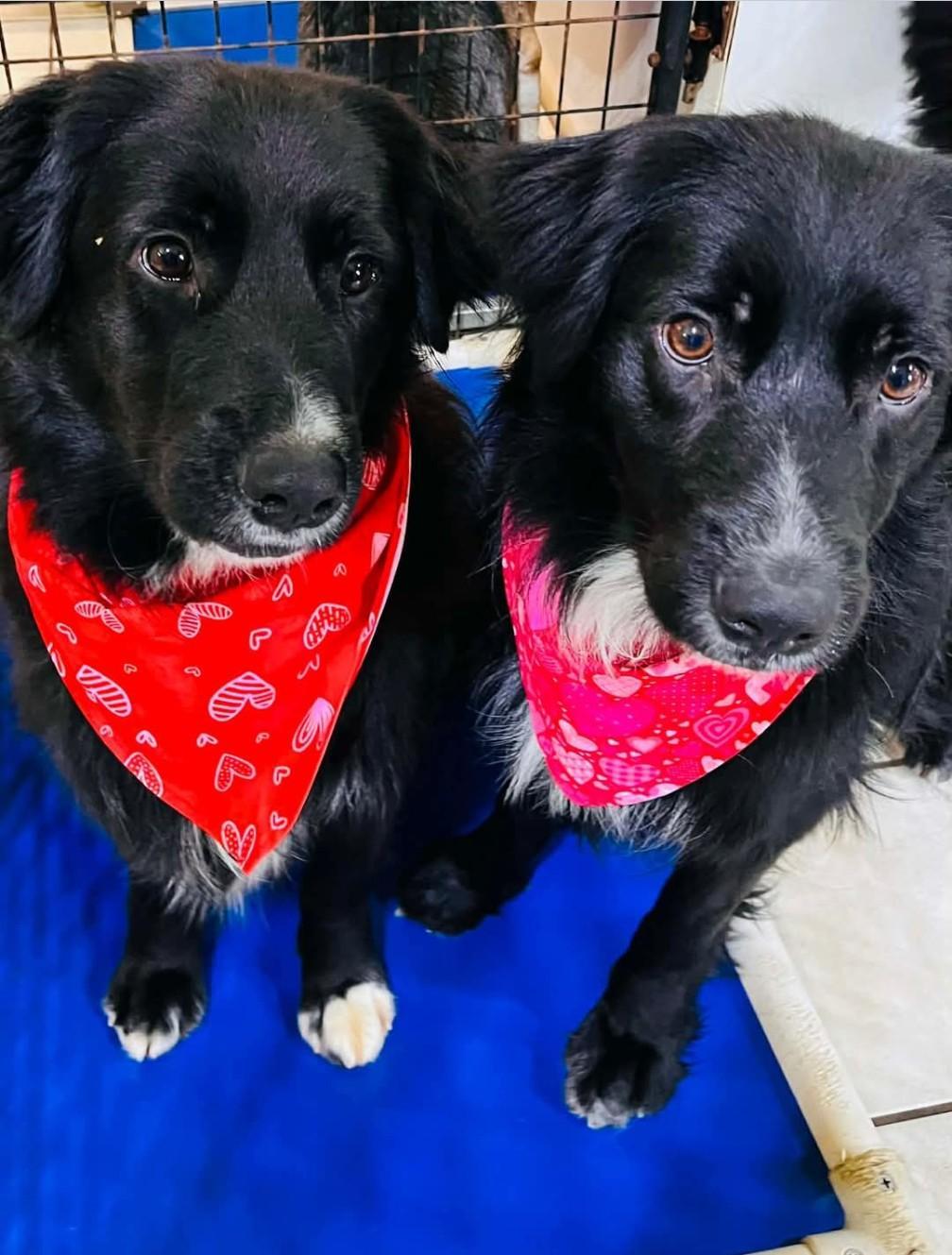 YOGI & BOO BOO, ADOPTABLE, Young Male Shepherd.