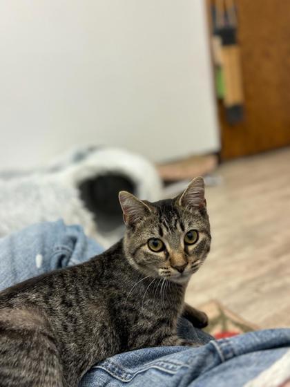 Enlarge Goo, a Adoptable Domestic Short Hair in Fergus Falls, MN image 1/2