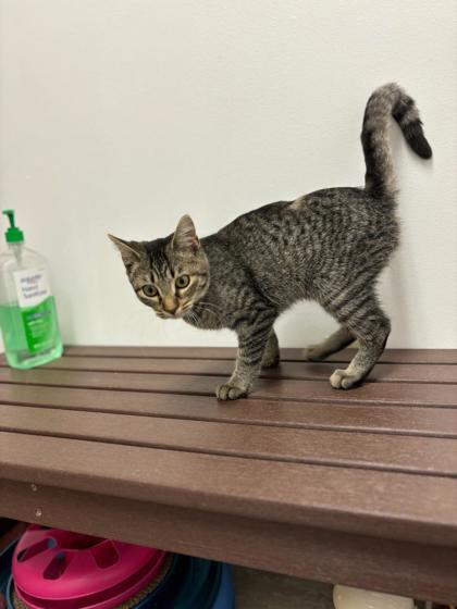 Enlarge Goo, a Adoptable Domestic Short Hair in Fergus Falls, MN image 2/2