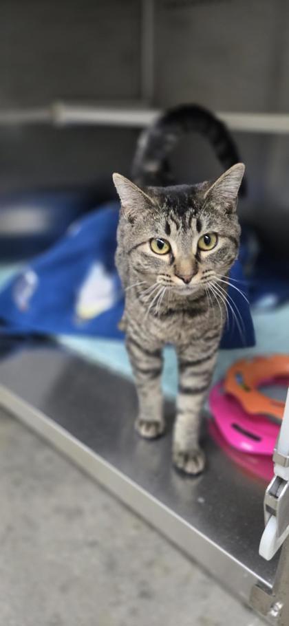 Enlarge Goo, a Adoptable Domestic Short Hair in Fergus Falls, MN image 2/3