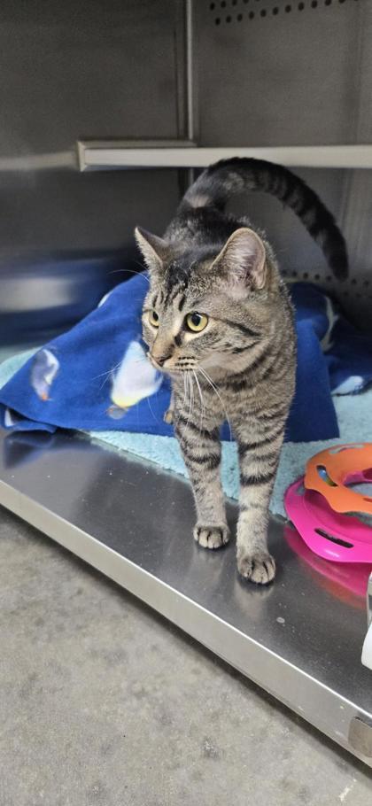 Enlarge Goo, a Adoptable Domestic Short Hair in Fergus Falls, MN image 3/3