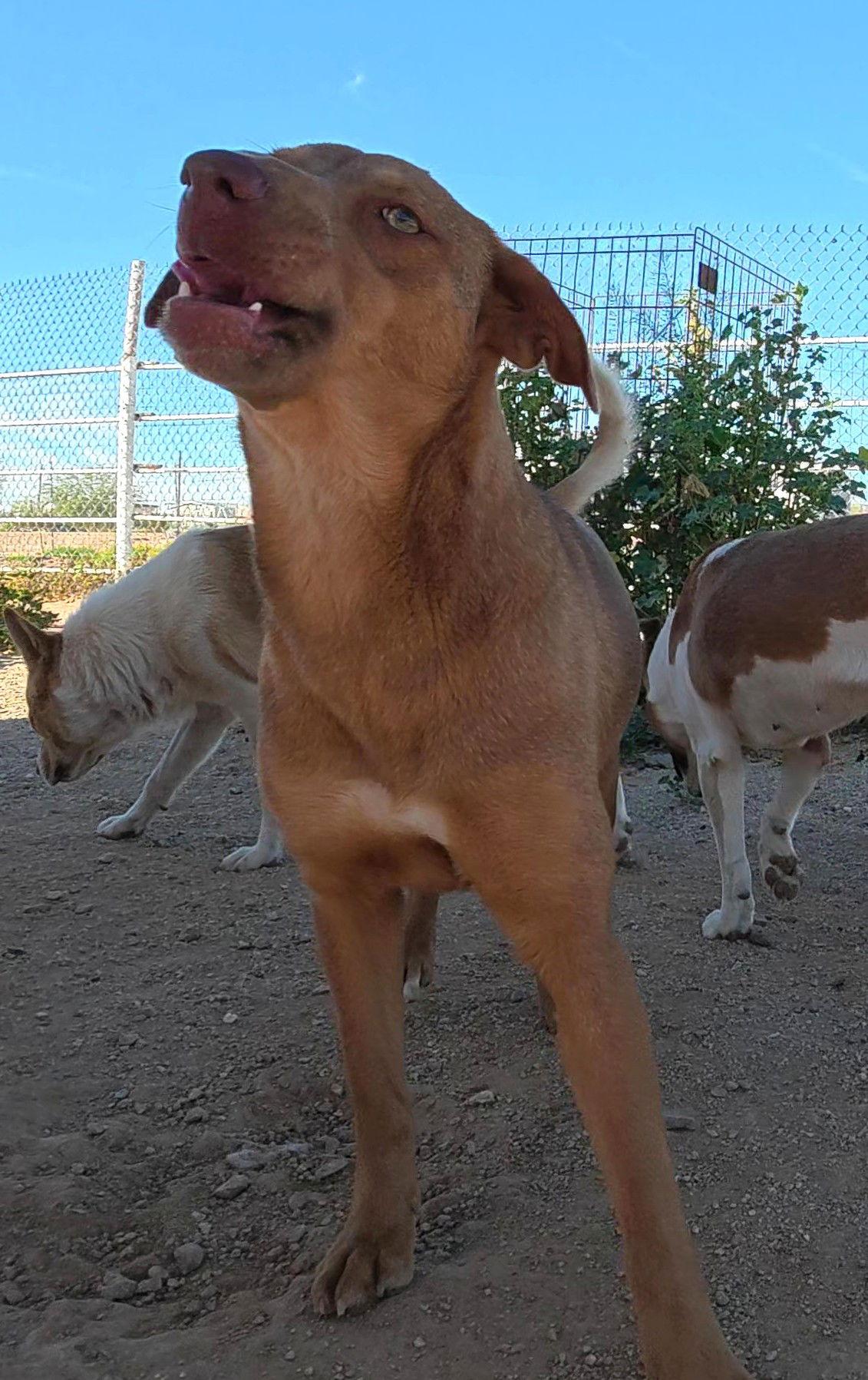 Janis, Adopted, Adult Female Shiba Inu.