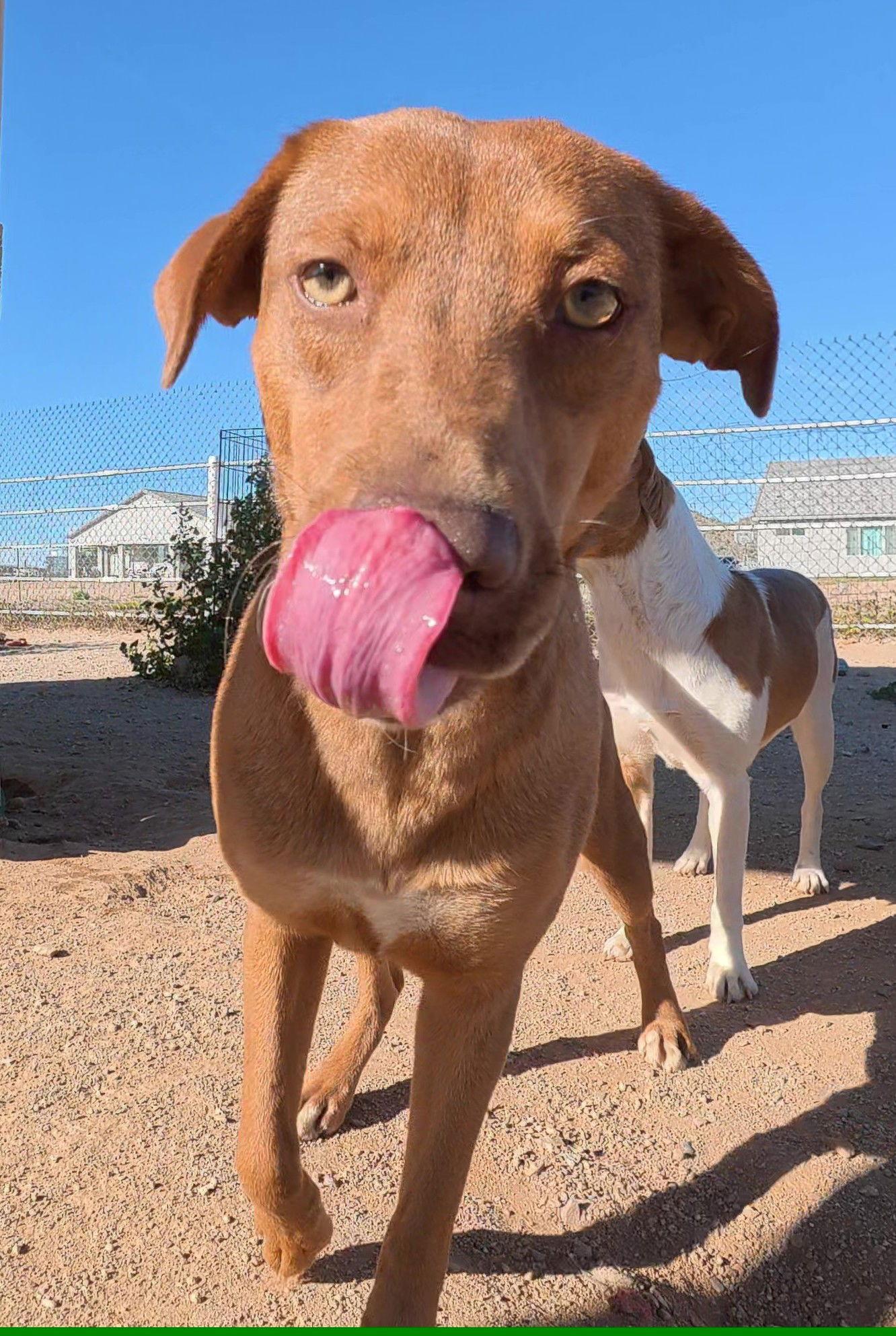 Janis, a Adopted Shiba Inu in Queen Creek, AZ image 2/3