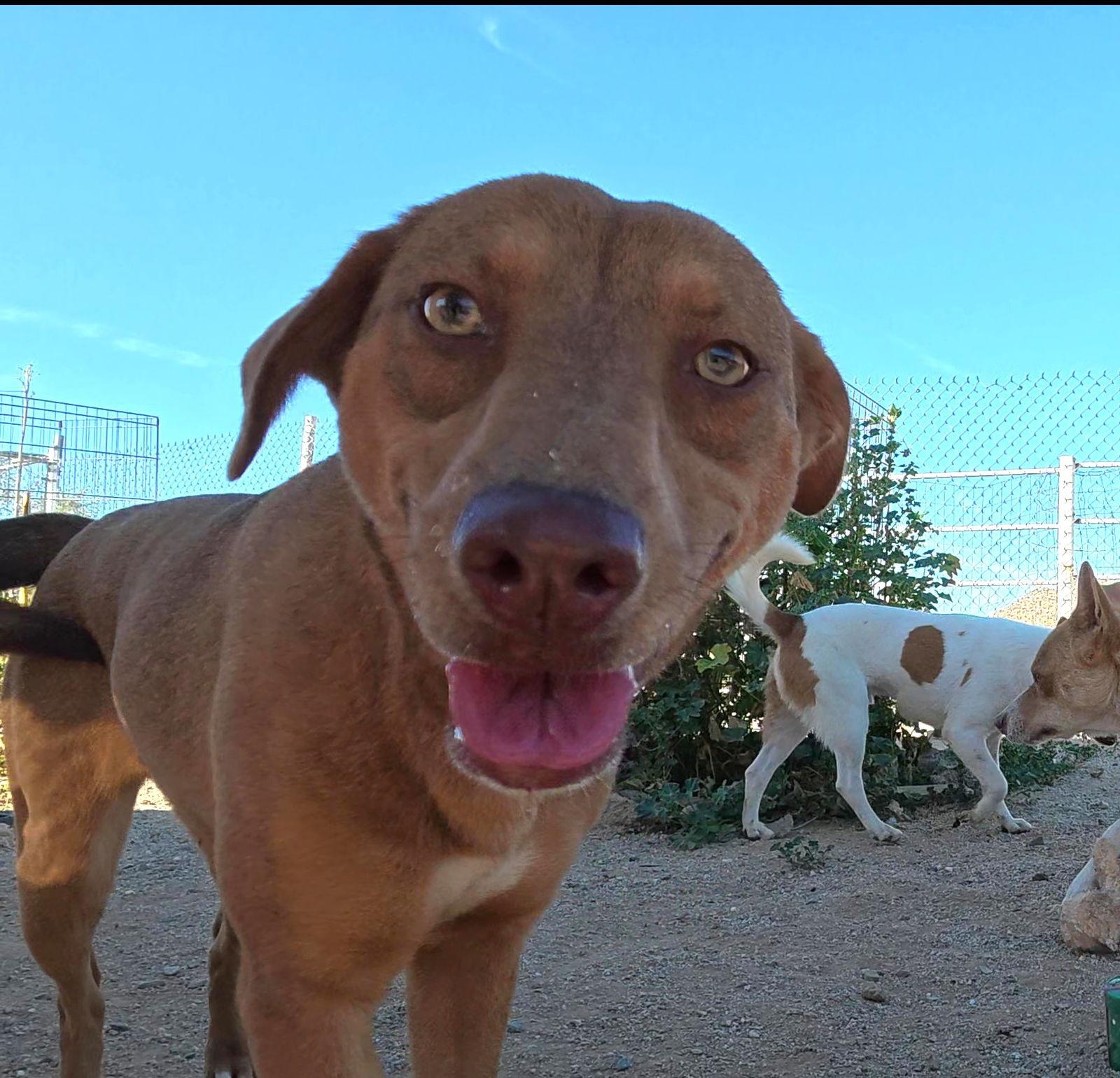 Janis, a Adopted Shiba Inu in Queen Creek, AZ image 3/3