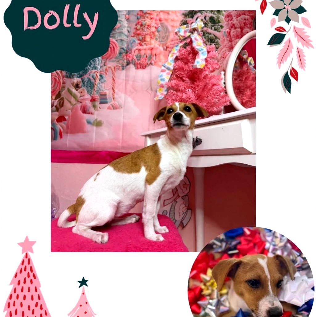 Dolly, Adoptable, Young Female Chihuahua & Dachshund.