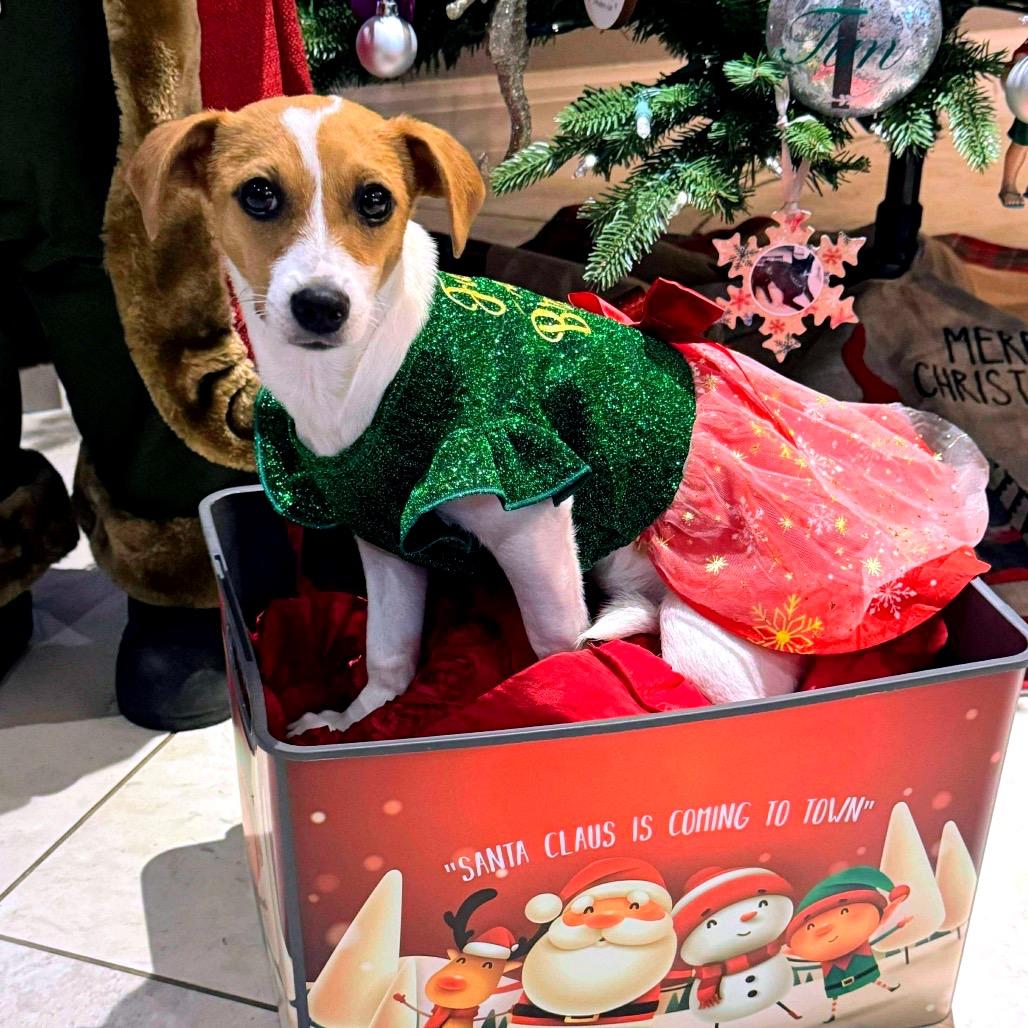 Enlarge Dolly, a Adoptable mixed breed in North Port, FL image 2/6