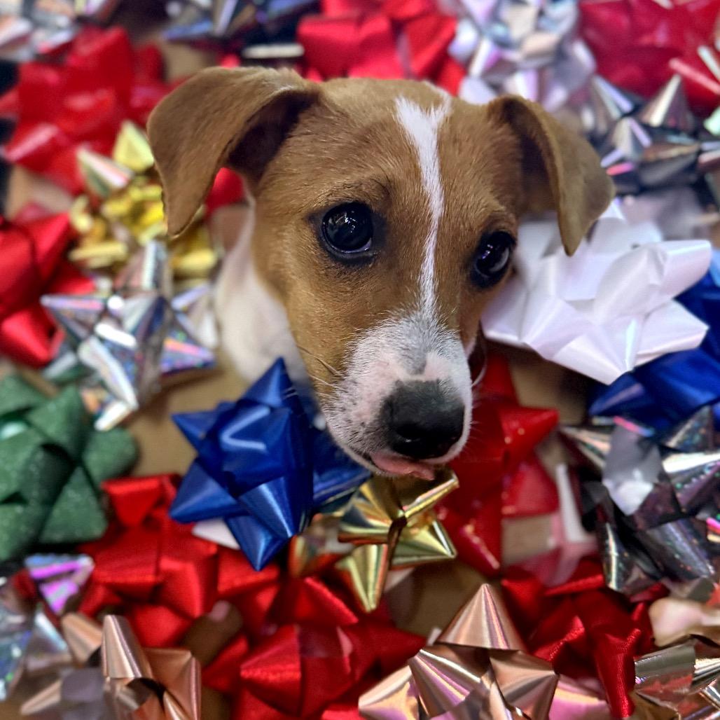 Enlarge Dolly, a Adoptable mixed breed in North Port, FL image 3/6
