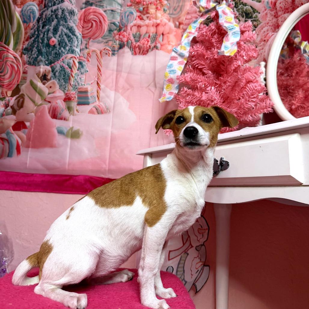 Enlarge Dolly, a Adoptable mixed breed in North Port, FL image 5/6