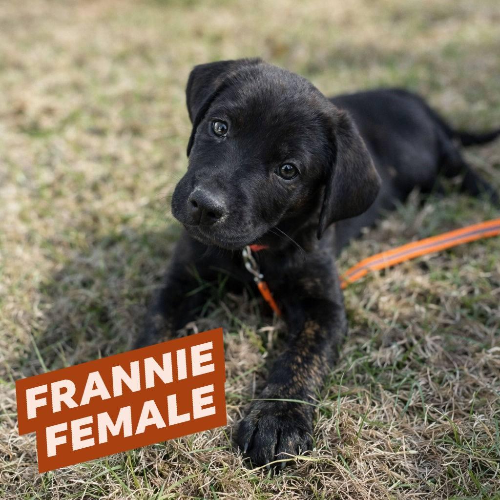 Enlarge Frannie, an adopted mixed breed in Myrtle Beach, SC image 1/2