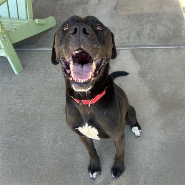 CAMERON, Adoptable, Adult Male Labrador Retriever & Pit Bull Terrier.