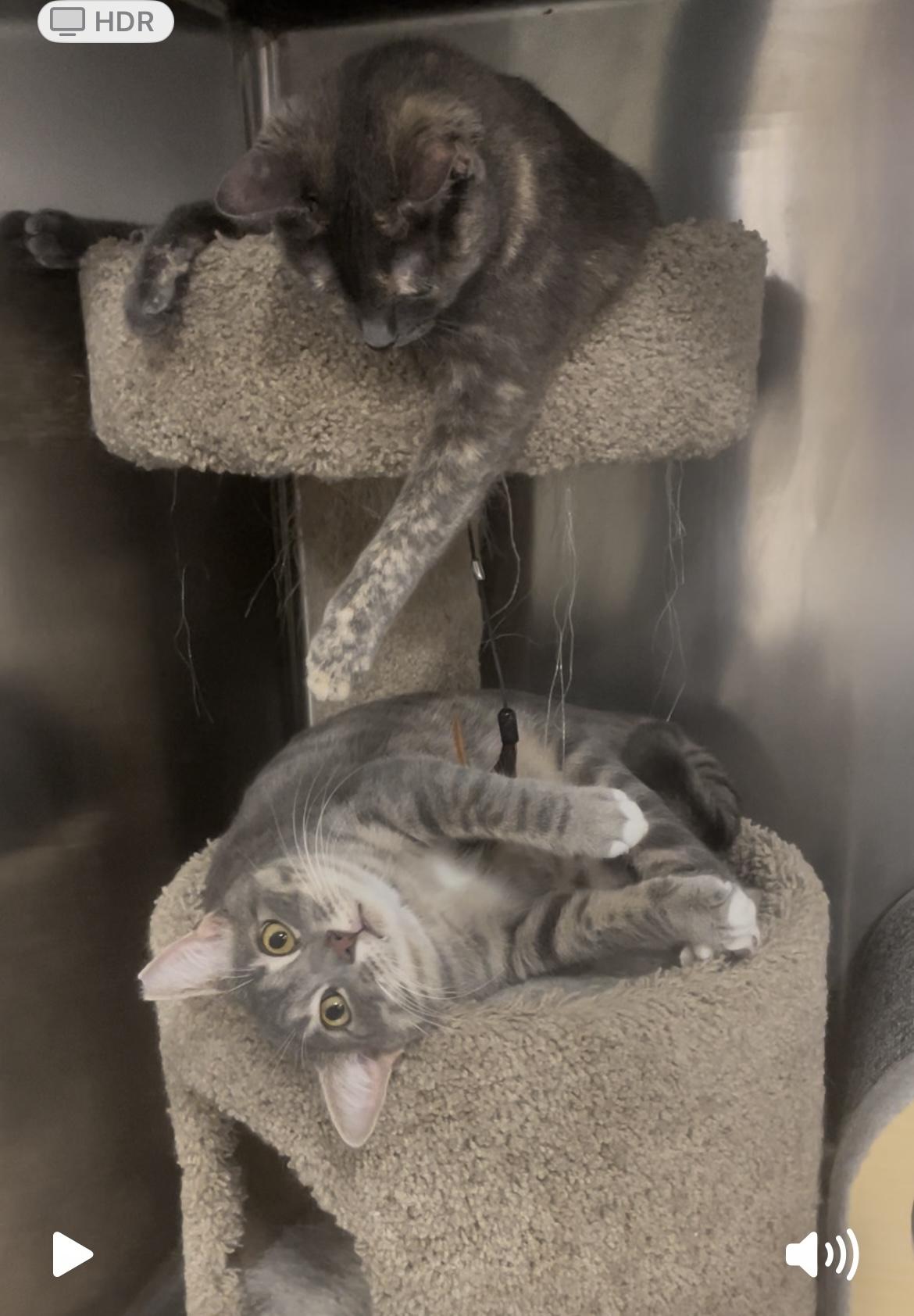 Dean, Adoptable, Adult Male Domestic Short Hair.