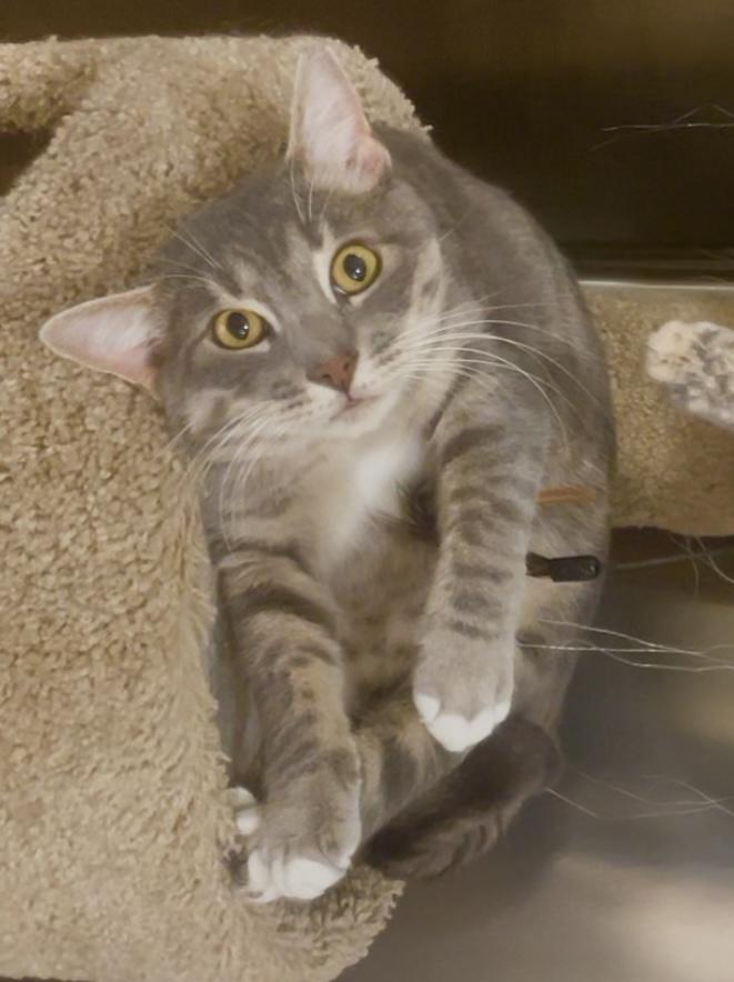 Dean, a Adoptable Domestic Short Hair in Baton Rouge, LA image 2/2