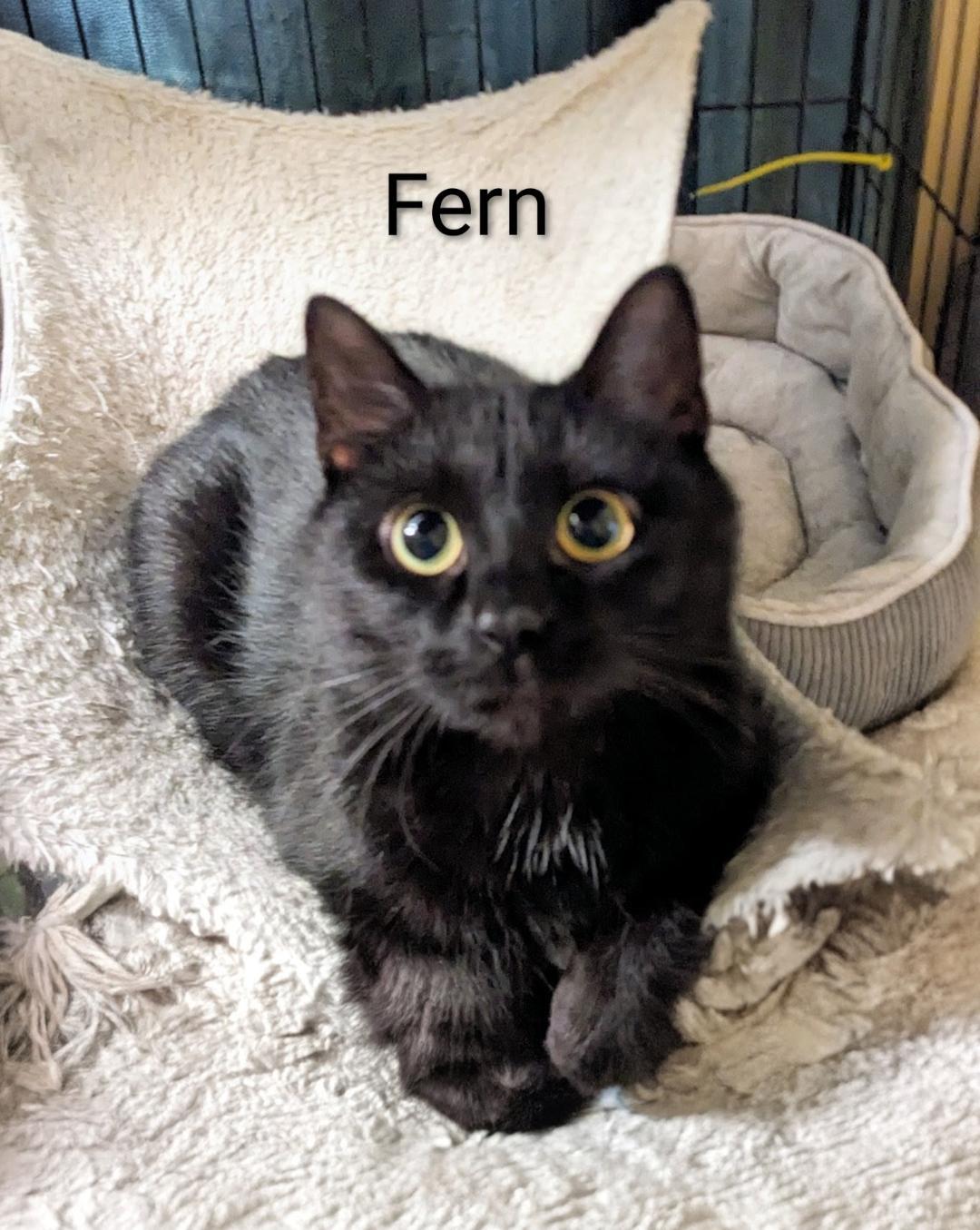 Fern, ADOPTABLE, Adult Female Domestic Short Hair.