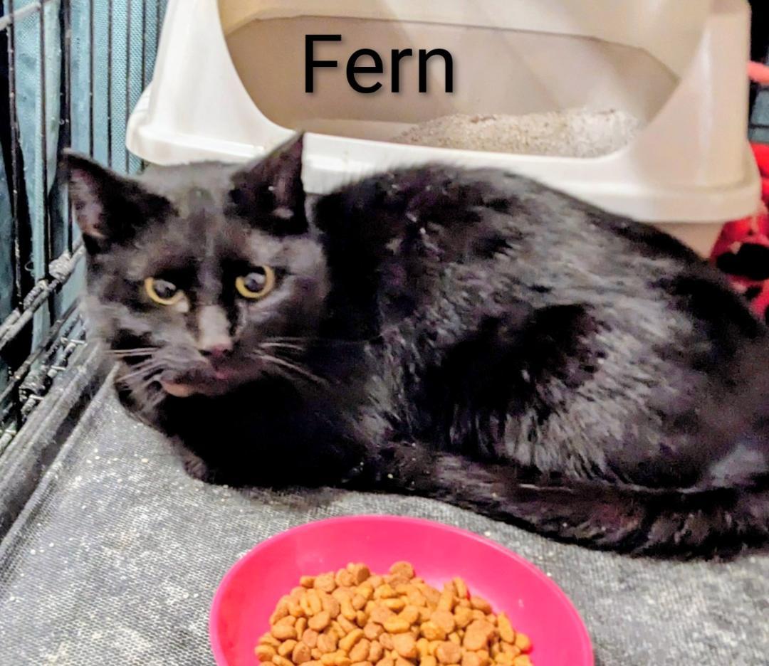 Enlarge Fern, a ADOPTABLE Domestic Short Hair in Binghamton, NY image 2/2