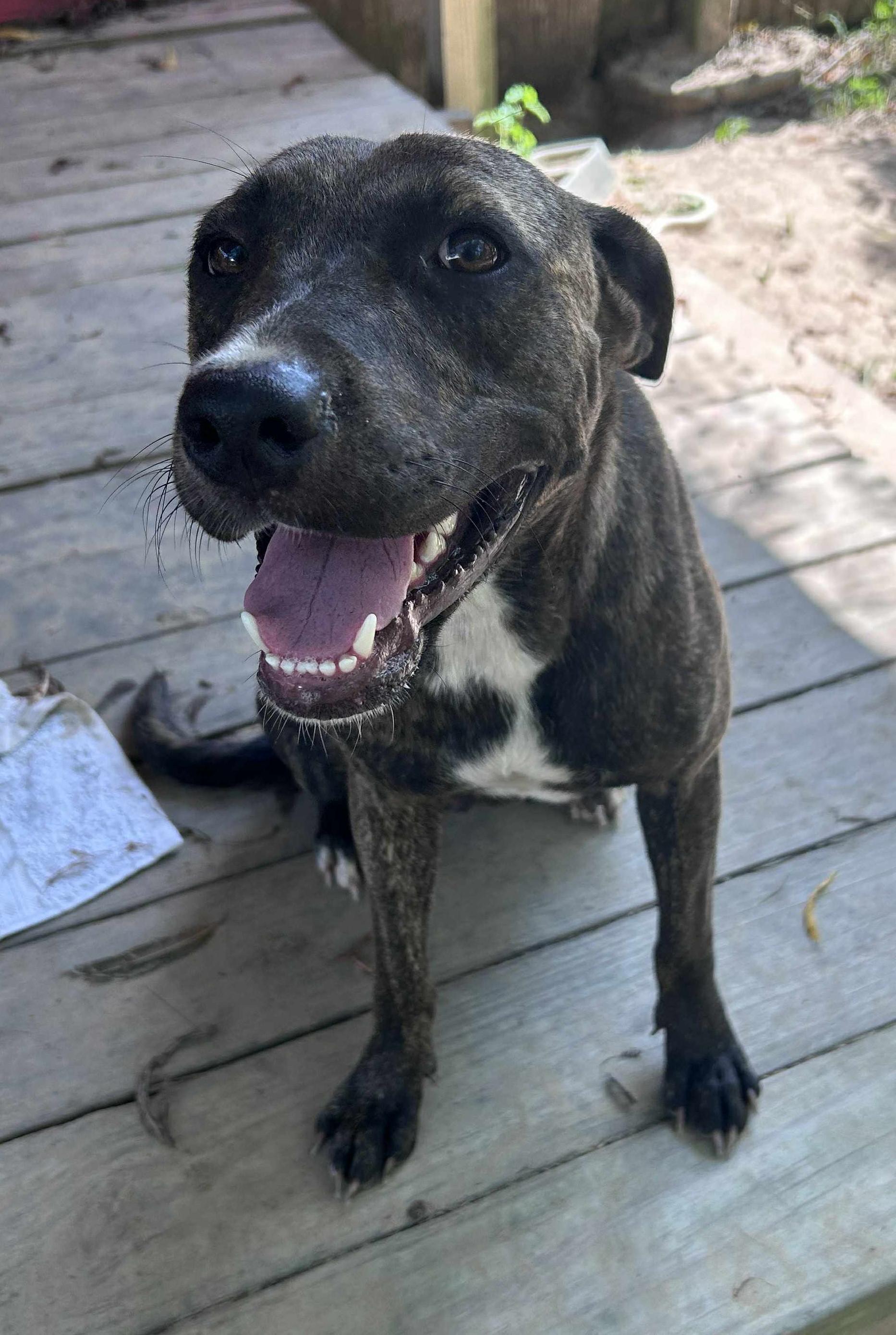 Enlarge Nobel Nikki, a Adoptable mixed breed in Kennewick , WA image 5/6