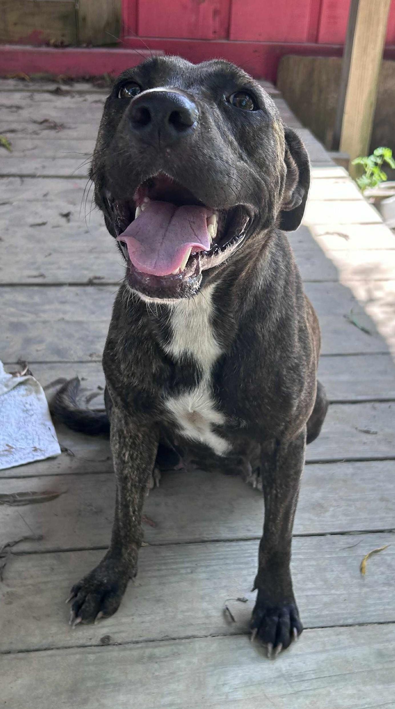 Enlarge Nobel Nikki, a Adoptable mixed breed in Kennewick , WA image 1/6