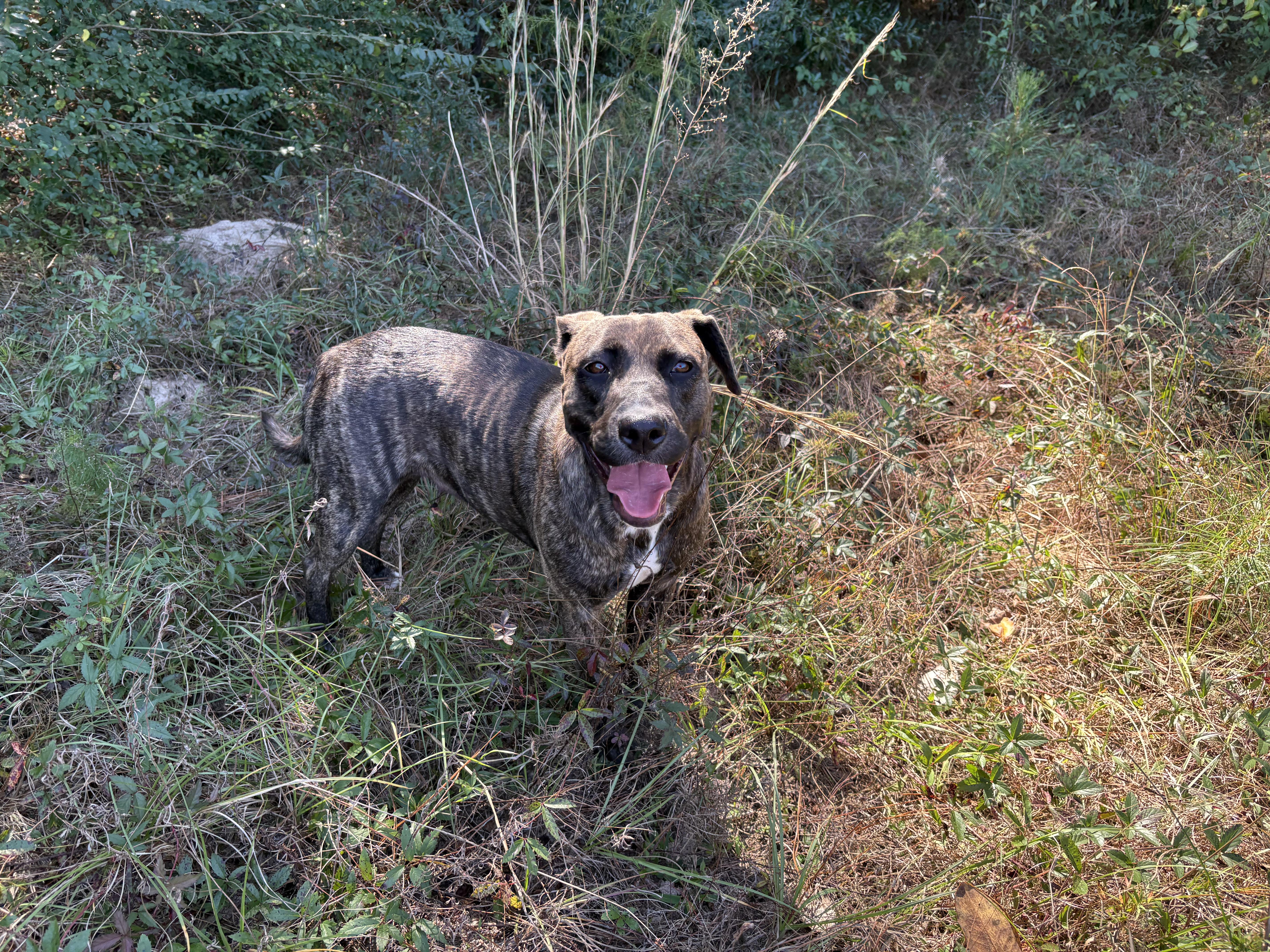 Enlarge Nobel Nikki, a Adoptable mixed breed in Kennewick , WA image 2/6
