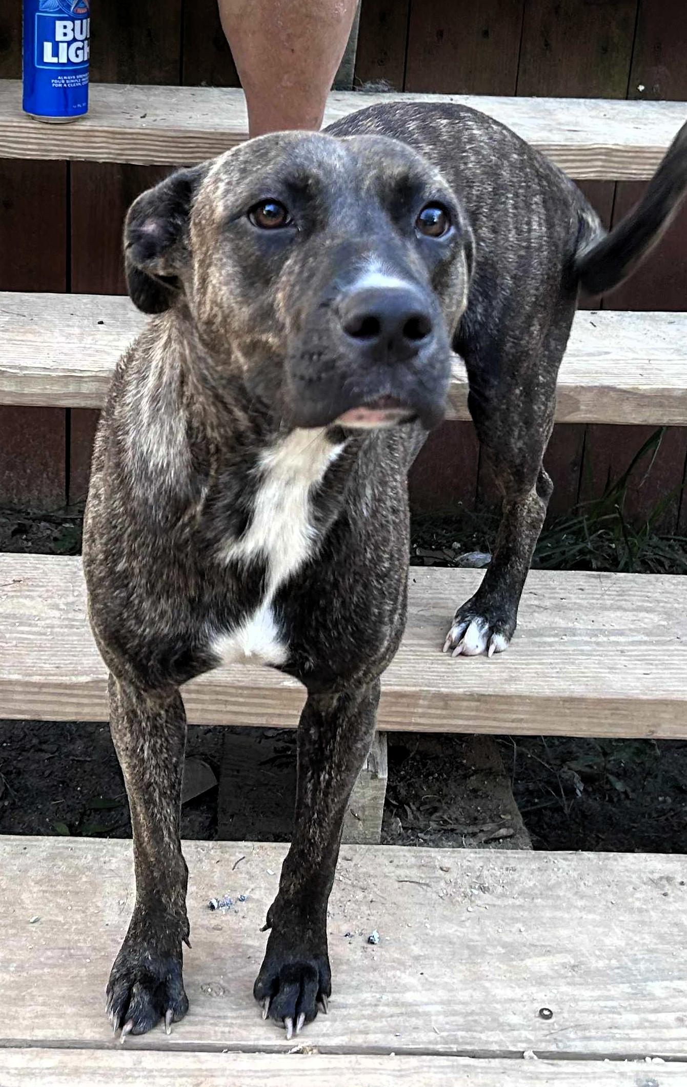 Enlarge Nobel Nikki, a Adoptable mixed breed in Kennewick , WA image 6/6