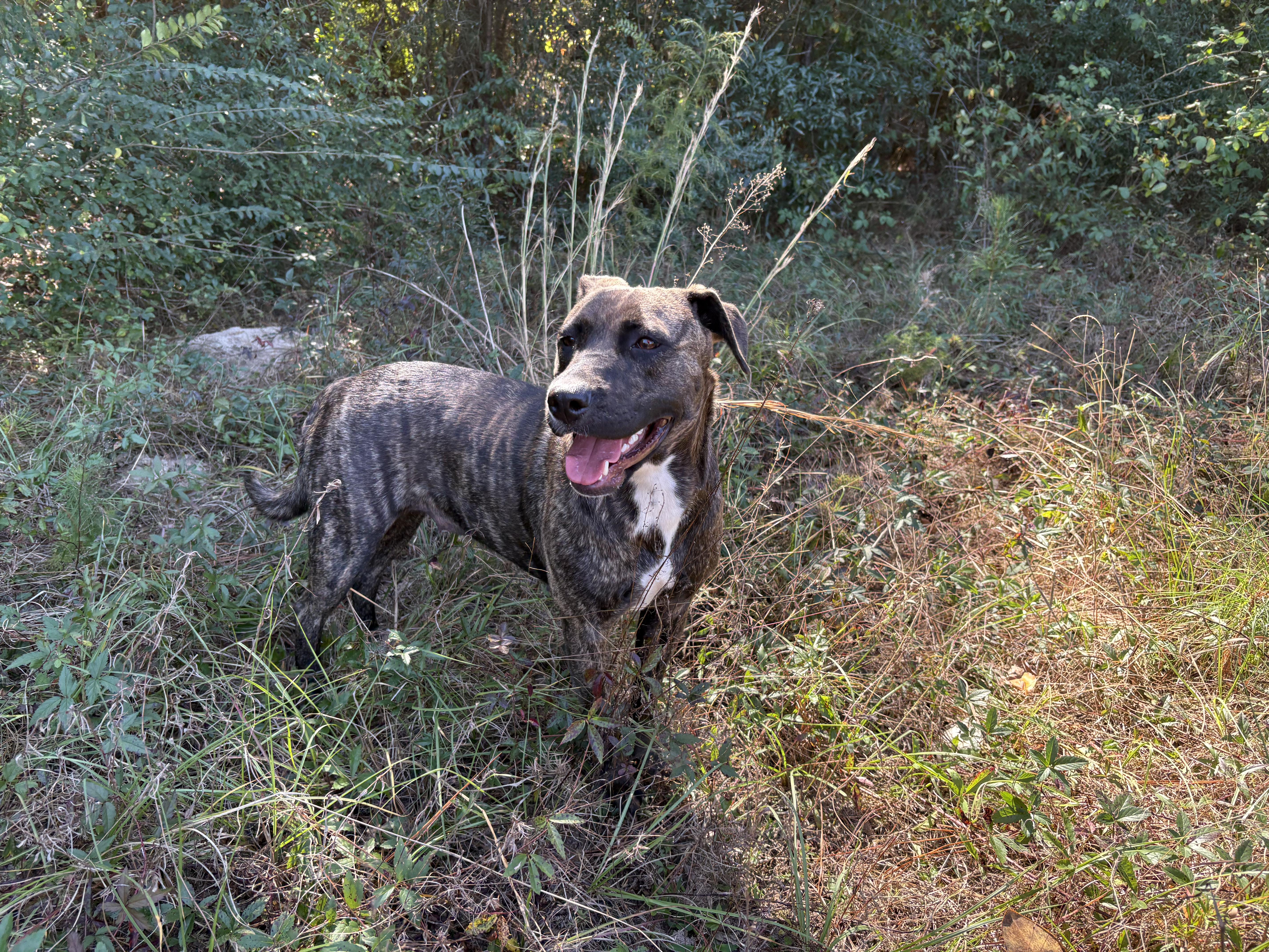 Enlarge Nobel Nikki, a Adoptable mixed breed in Kennewick , WA image 4/6