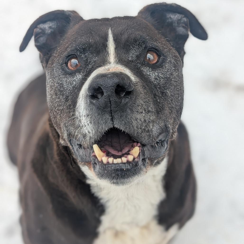 Pudge, Adoptable, Senior Male Pit Bull Terrier & Mixed Breed.