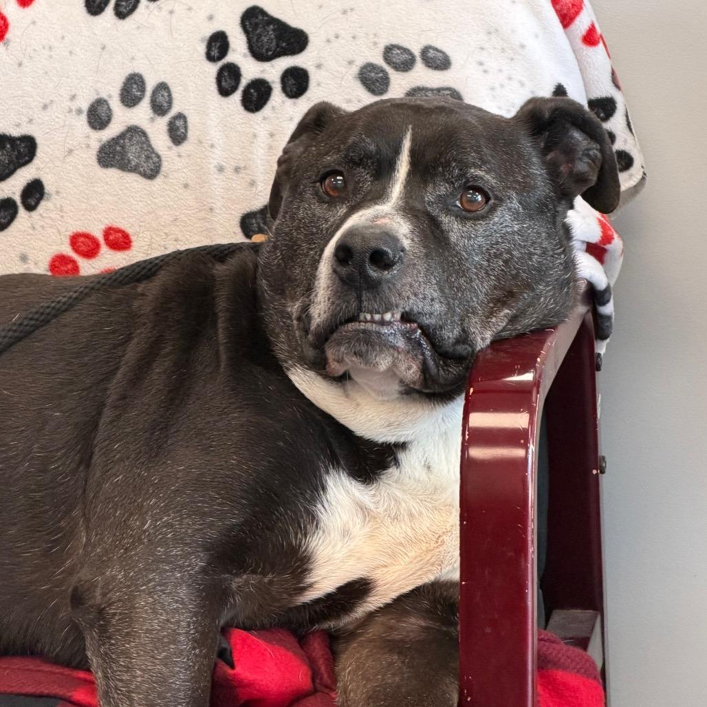 Pudge, a Adoptable mixed breed in Watertown, NY image 3/6