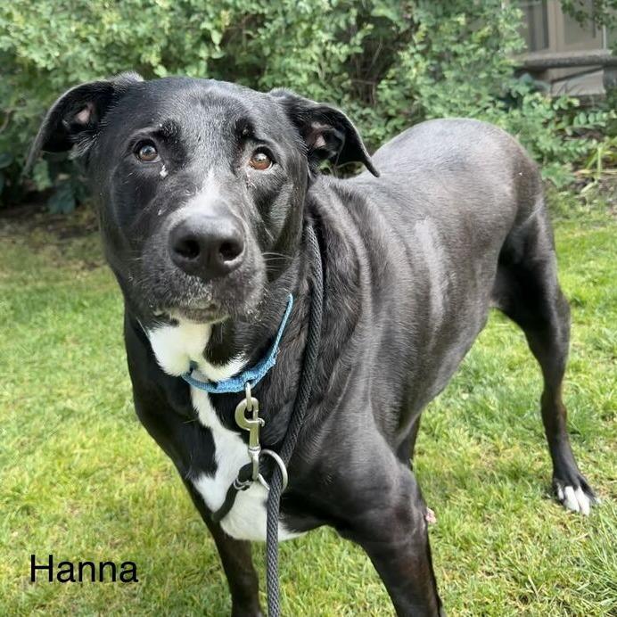 Hanna, Adoptable, Adult Female Labrador Retriever.