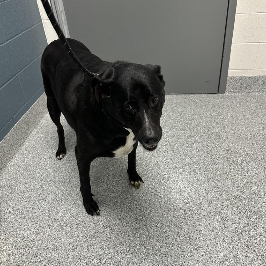 Hanna, a Adoptable Labrador Retriever in Grand Rapids, MI image 1/2