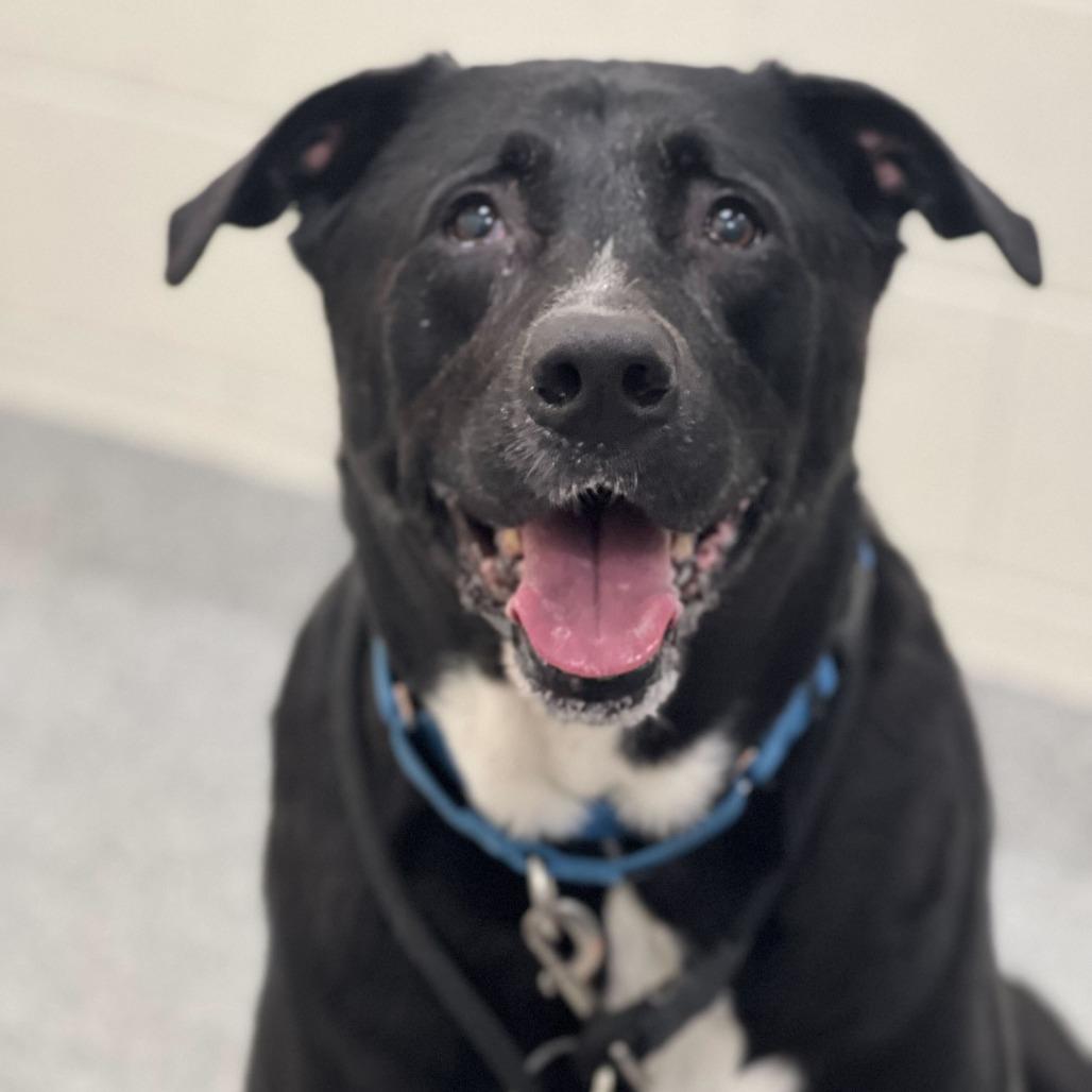 Hanna, a Adoptable Labrador Retriever in Grand Rapids, MI image 2/2