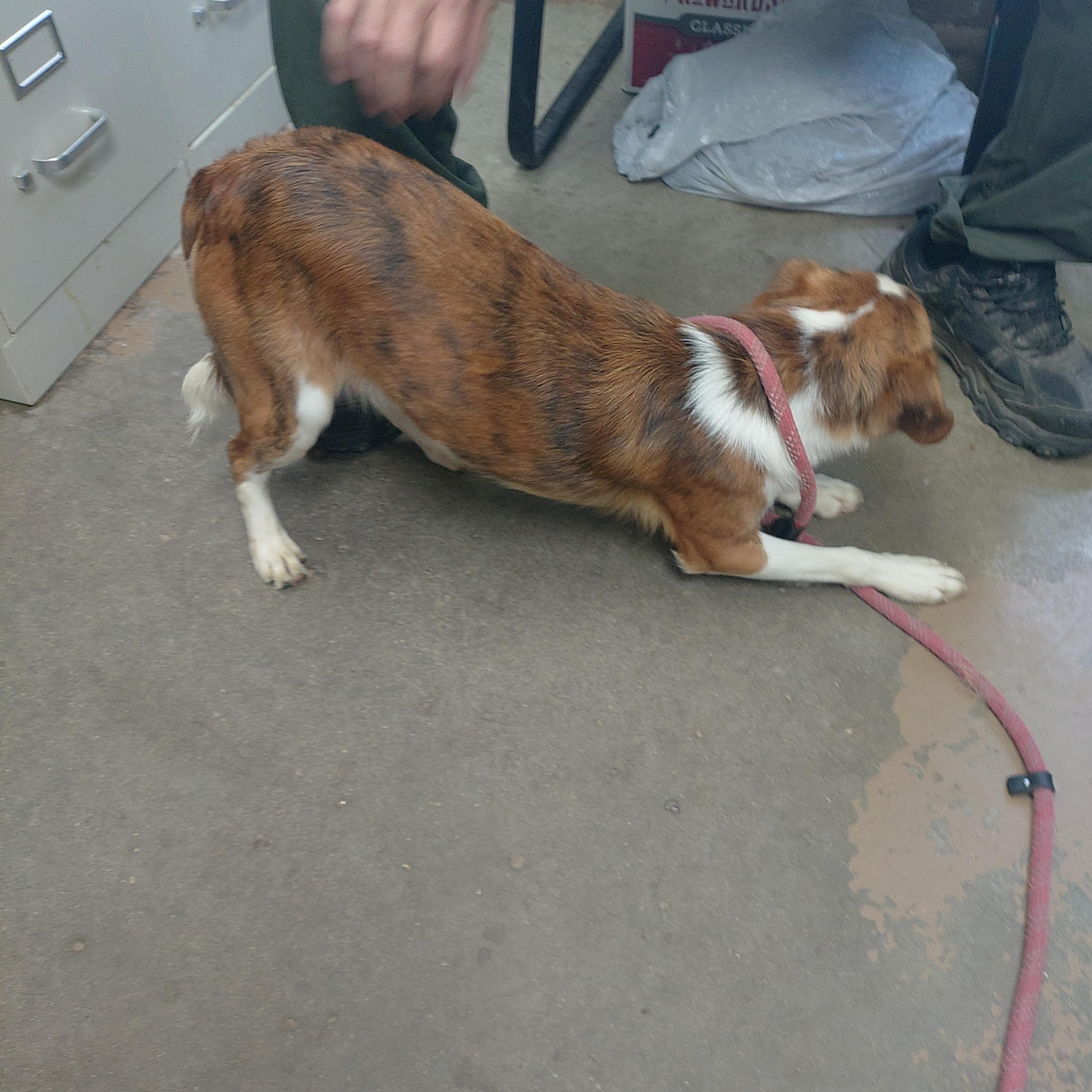 26-060, an adopted mixed breed in Carrollton, OH image 3/3
