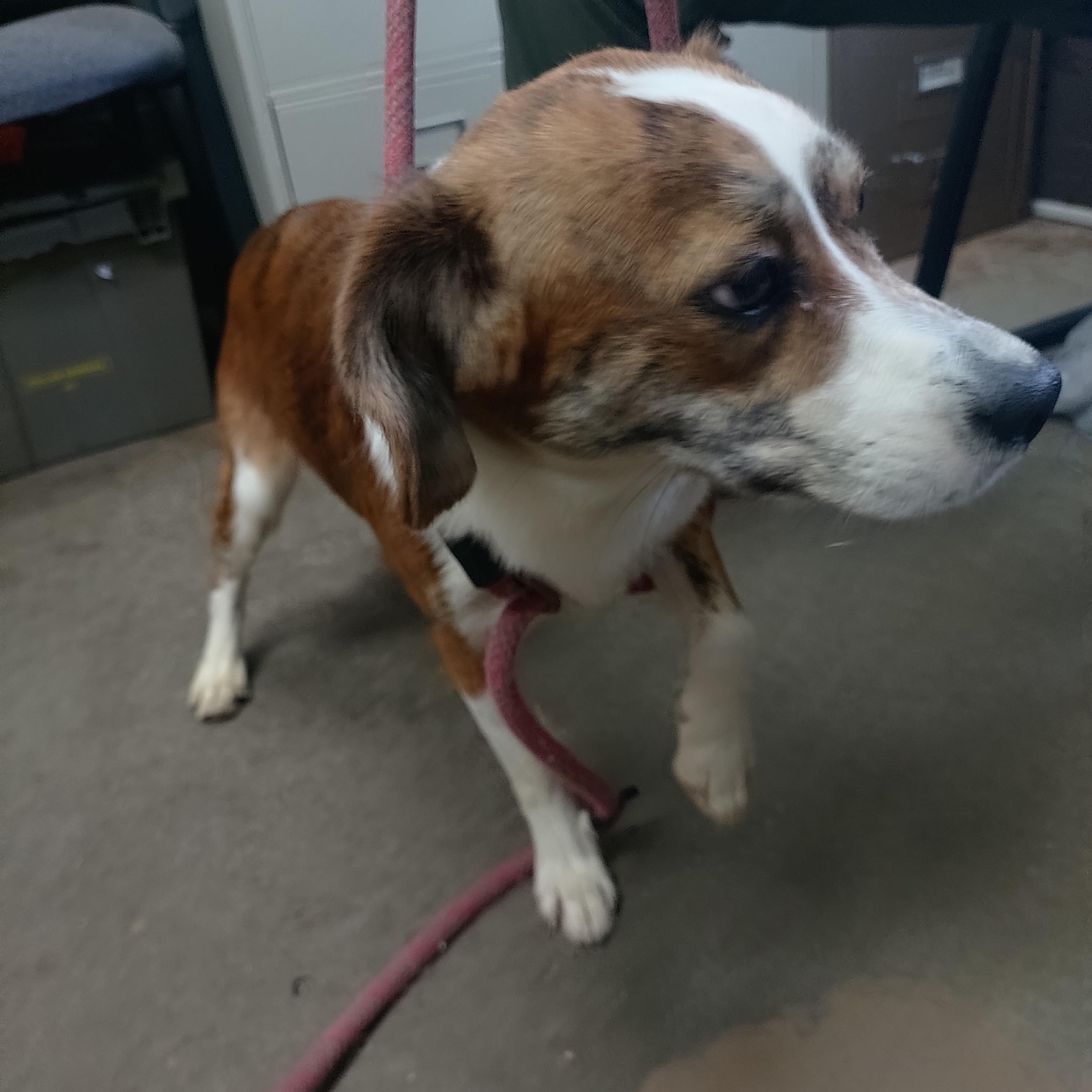26-060, an adopted mixed breed in Carrollton, OH image 1/3