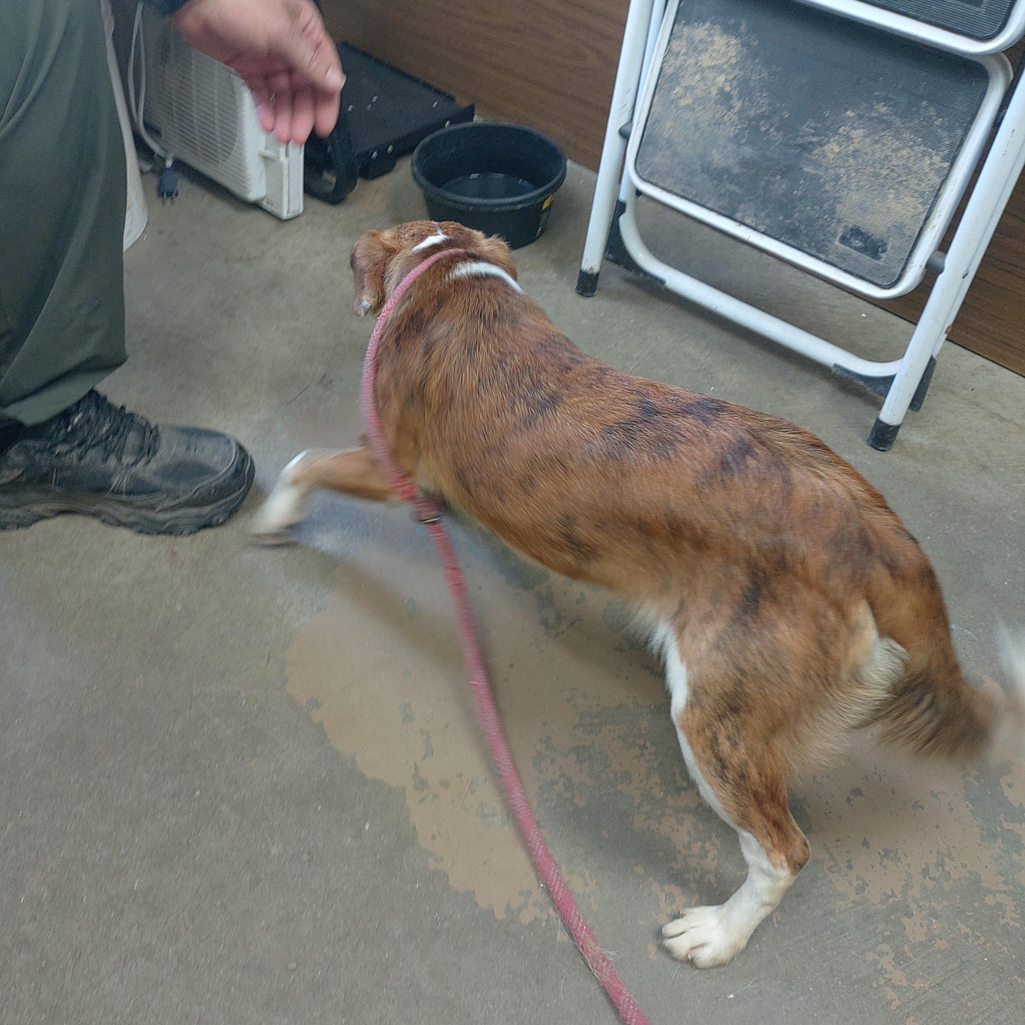 26-060, an adopted mixed breed in Carrollton, OH image 2/3