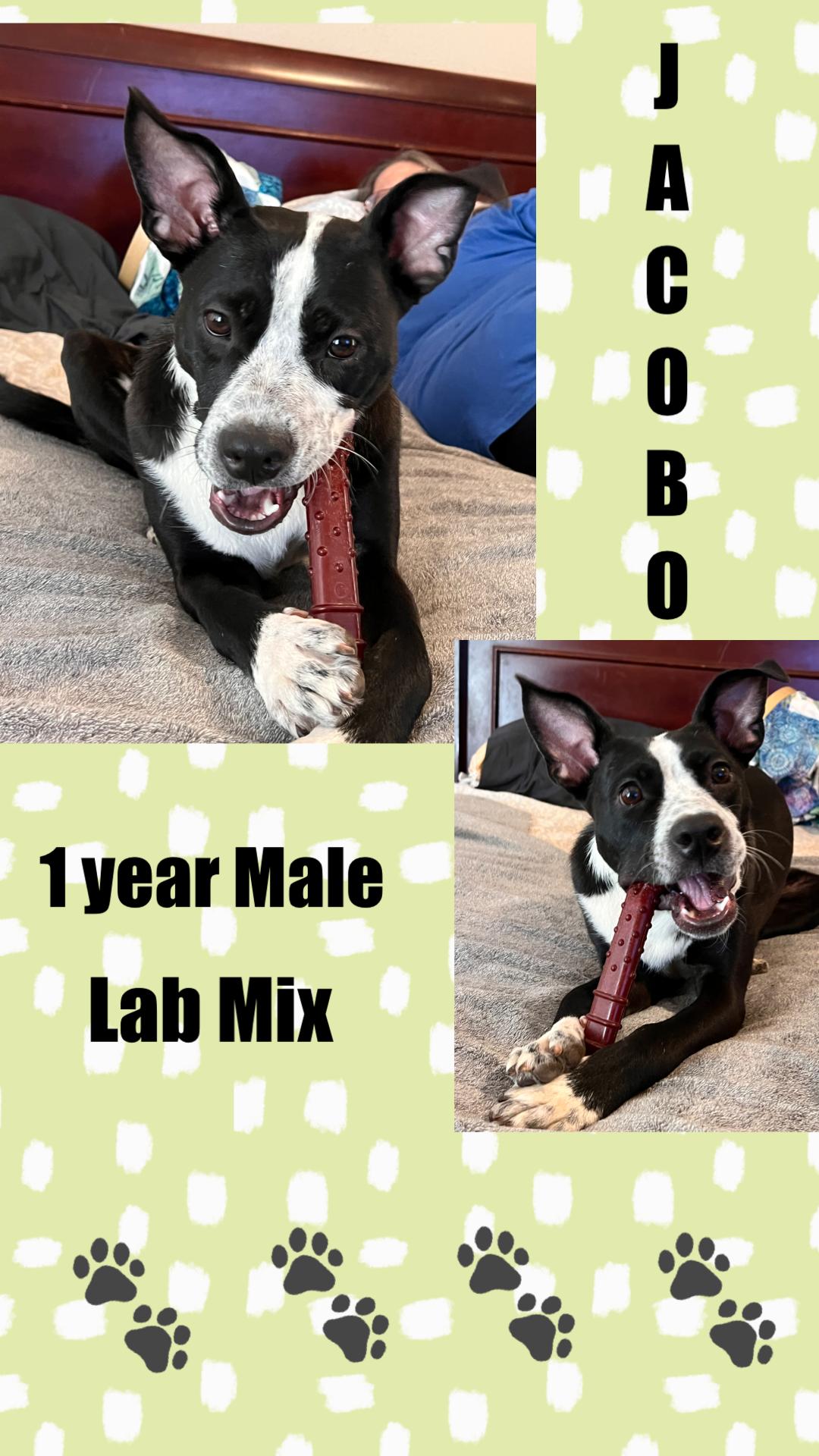 JACOBO – 1 YEAR LAB MIX MALE @ PETCO, 5011 E. RAY ROAD, PHX 85044 ON FRI & SAT, JULY 4th & 5th