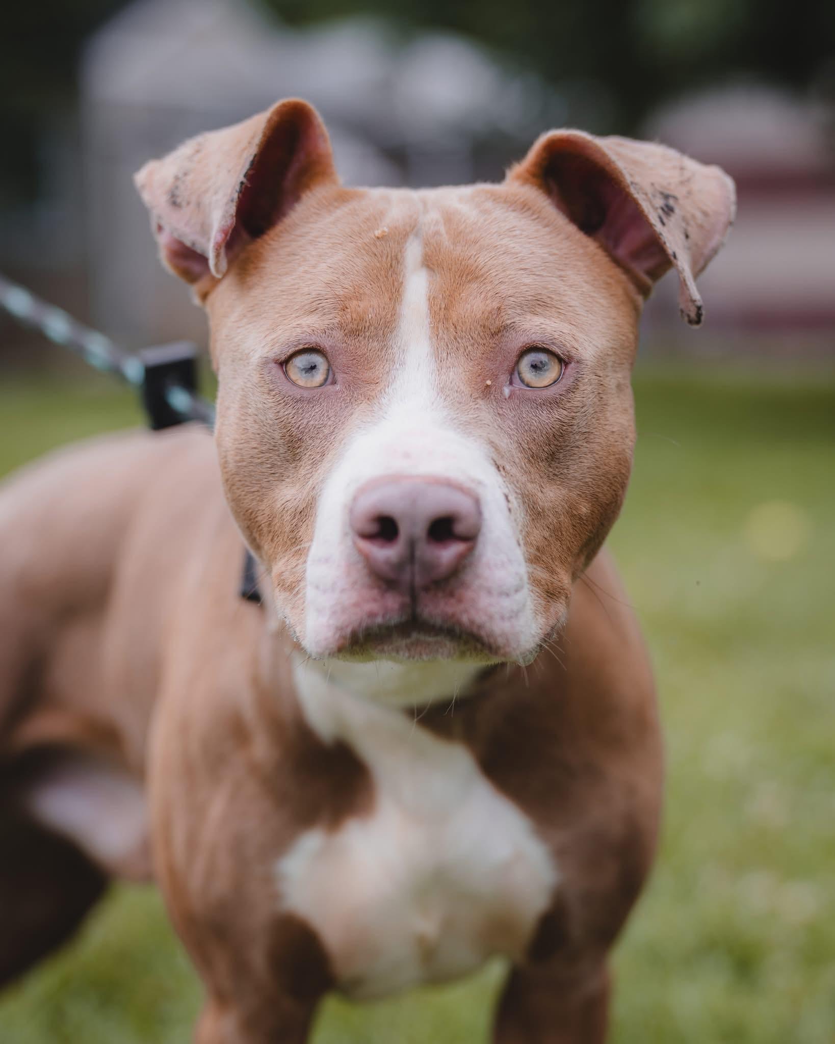 Enlarge Woody, a ADOPTABLE mixed breed in Springfield, IL image 1/2