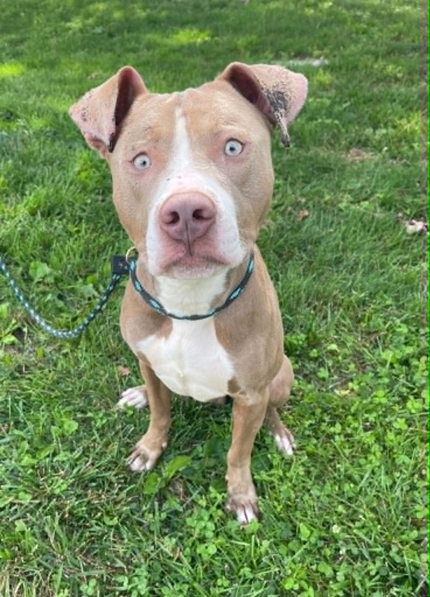 Enlarge Woody, a ADOPTABLE mixed breed in Springfield, IL image 2/2