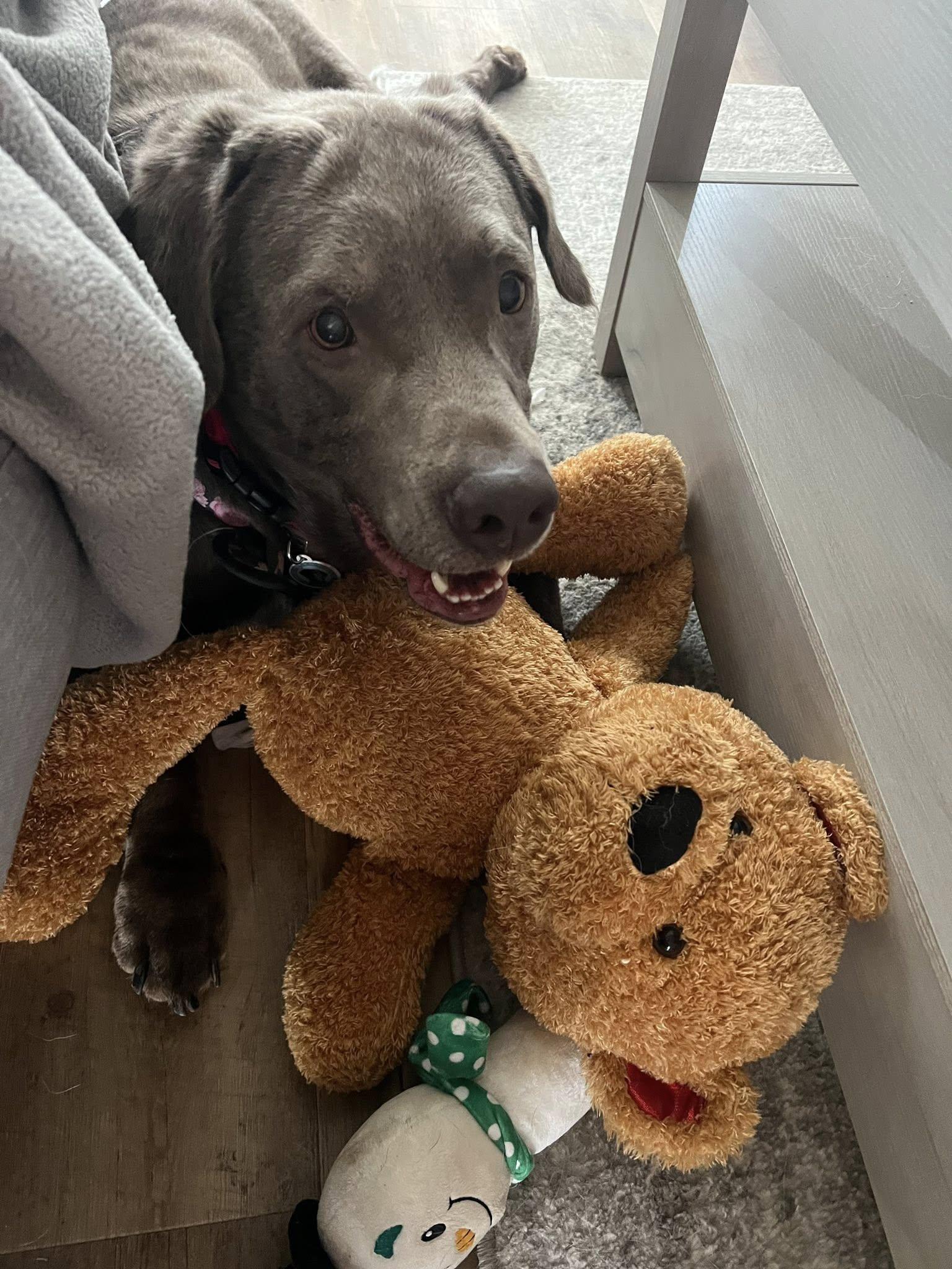 Enlarge Luke, a Adoptable Labrador Retriever in Warrington, PA image 2/6