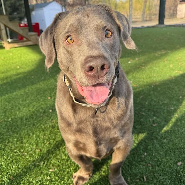 Enlarge Luke, a Adoptable Labrador Retriever in Warrington, PA image 3/6